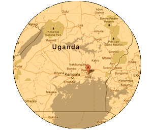 Volunteer Network